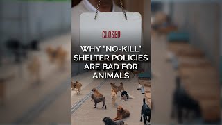 Why “No-Kill” Shelter Policies Are Bad for Animals #shortsvideo
