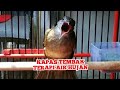 Terapi Kapas Tembak Malas Bunyi Dengan Air Hujan Kicau Pidong Mp3 - Mp4 Download