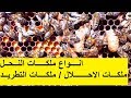انواع ملكات النحل ملكات الاحلال ملكات الطوارئ ملكات التطريد الطبيعي تربية النحل للمبتدئين