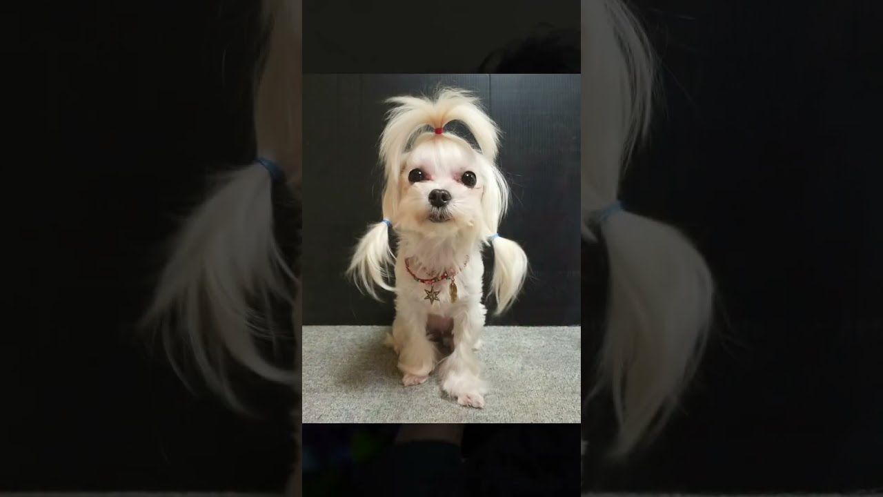 ゆきちゃん、おかえり　