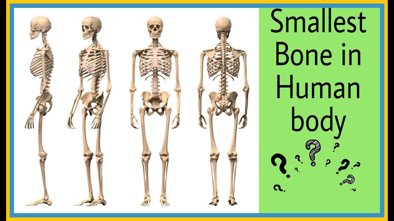 Smallest Bone in Human Body - YouTube