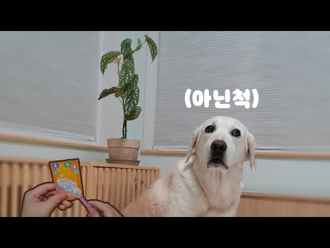 대형견 키우면 감수해야 하는 것 🐶 다이어리 꾸미기 📒 밤하느리 힐링 브이로그