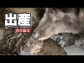 ベルの出産の映像を撮りました【二回目の出産】