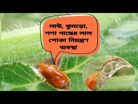 ভিডিও: শসা বিটল নিয়ন্ত্রণ: শসার পোকা থেকে কীভাবে মুক্তি পাবেন