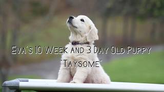 Ten Week Old Golden Retriever Puppy Heeling Off Leash Using Positive Reinforcement.