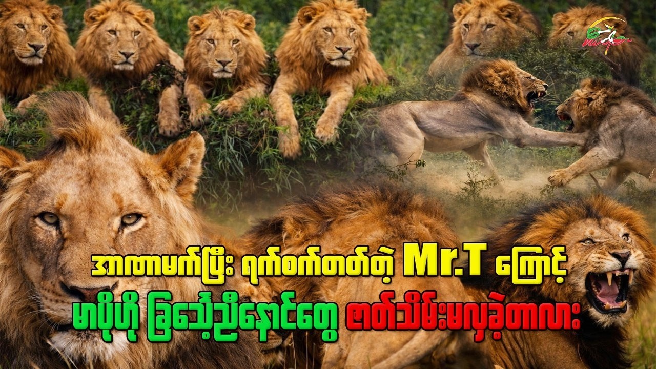 ရက်စက်ပြီး အာဏာမက်တဲ့ Mr. T ကြောင့် ဇာတ်သိမ်းမလှခဲ့တဲ့ မာပိုဟို ခြင်္သေ့ညီနောင်များ