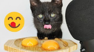 Black Kitten Eating Egg Yolk ASMR