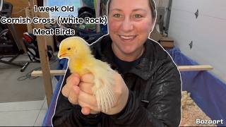 1 Week Raising Cornish Cross Meat Birds Our Familys Self-Sufficient Journey