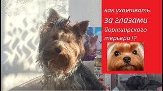 Уход за глазами йоркширского терьера || Jessica York Уход за глазами йоркширского терьера || Jessica York