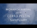 Cerro peln monarch butterfly arrival october 2019 butterflies and their people