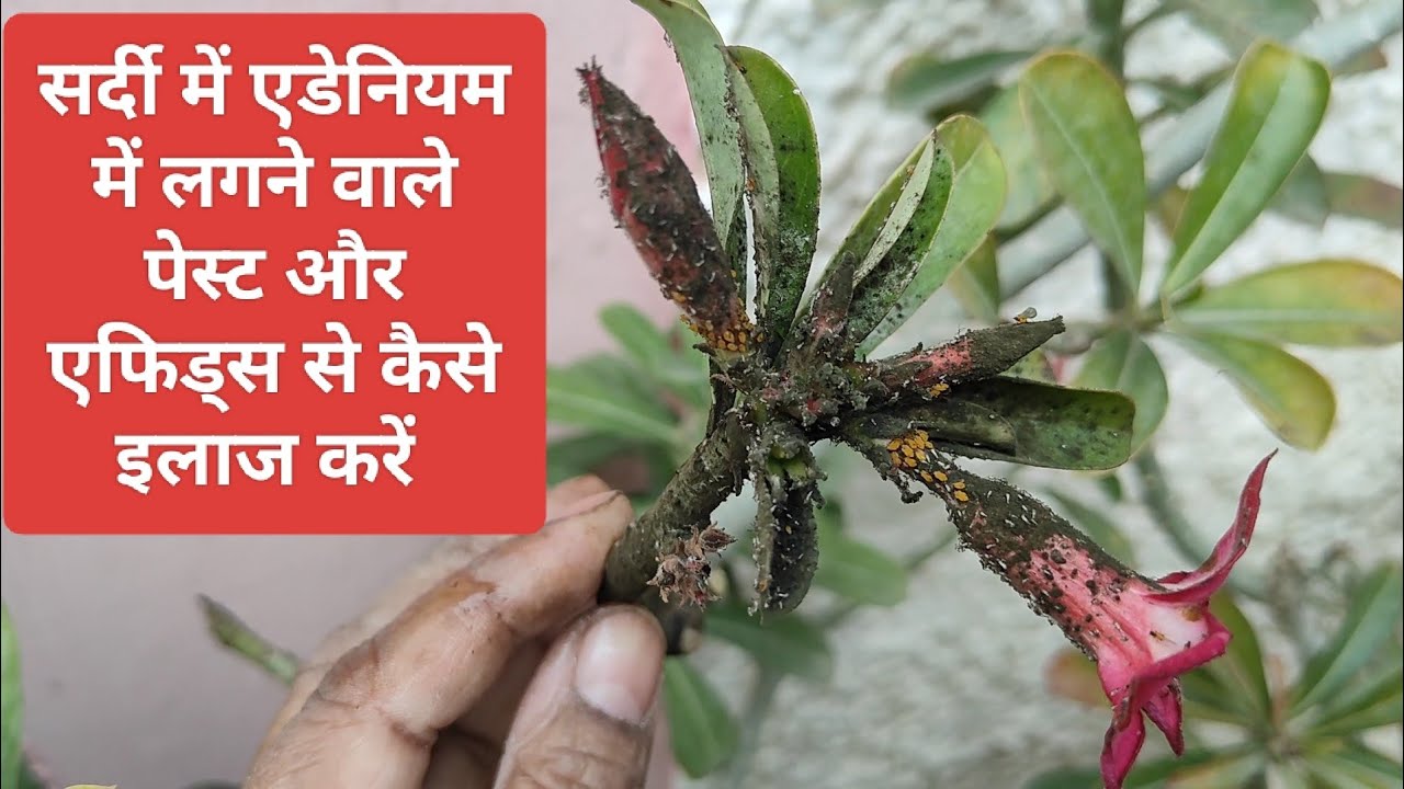 विंटर में एडेनियम में लगने वाले पेस्ट और एफिड्स से कैसे इलाज करें cure adenium form pest & ephids 