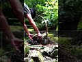 水槽持ってどこまでも イワナ属 ゴギ #outdooraquarium #shorts #アクアリウム #aquarium