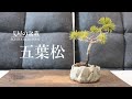 五葉松植え替えます
