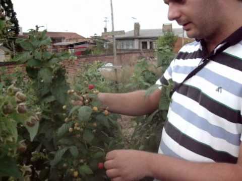 Vídeo: O Que Você Pode Plantar Próximo A Uma Macieira? Por Que Você Não Pode Plantar Framboesas? Quão Longe Plantar Cerejas? Compatível Com Outras árvores E Arbustos