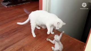 Little kitten VS Big cat #playfulcats by RR Remines Vlog 504 views 1 year ago 44 seconds