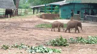 Elephant in udawalawa