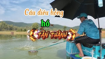 Câu con cá diêu hồng hồ Tân Thành