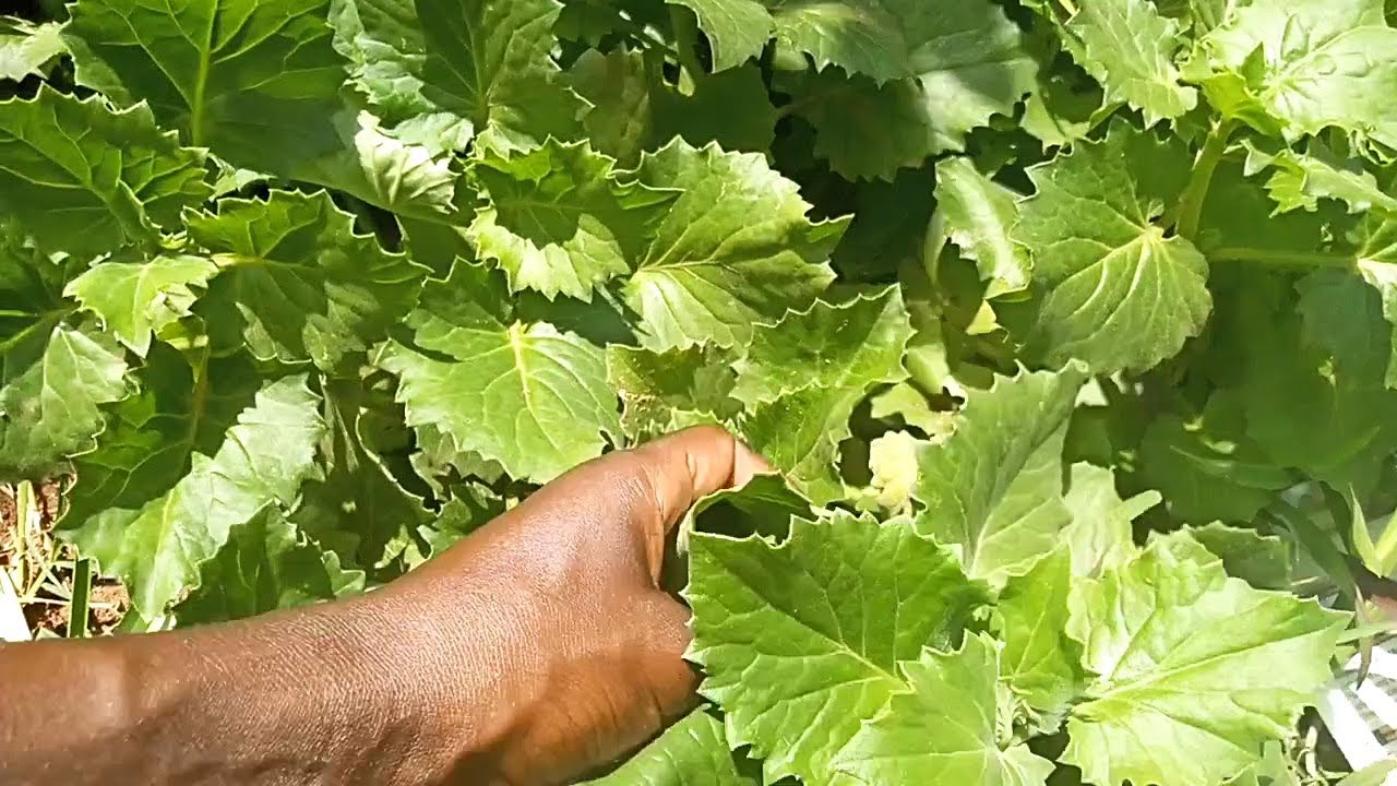 EBILETA AMAZZI MUMANA AGAMANSUKA LABA BINO BY KANSIIWA STORE