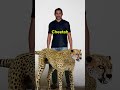 Big Cats in English