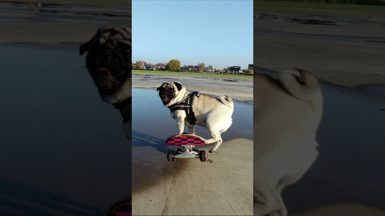 Fearless PUG.