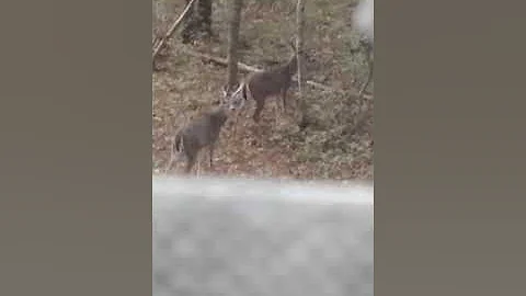 2018-19 Hunting season recap