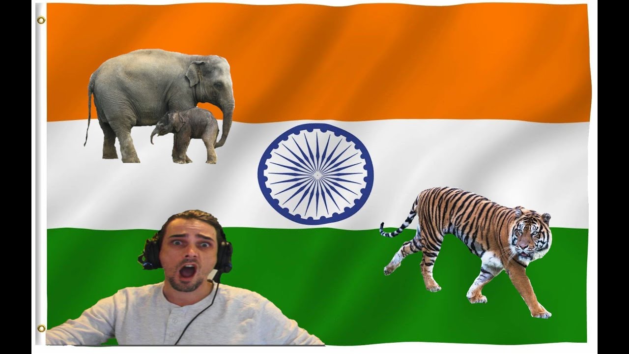 Australian Reacts to Animals in India #Reaction #India