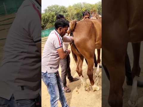 वीडियो: घुड़दौड़ में 18 घोड़े होते हैं?