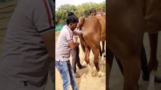 घोड़ी के कृत्रिम गर्भाधान #ghoda #horse #horsefarms #short #horserider #trending #horseriding screenshot 4