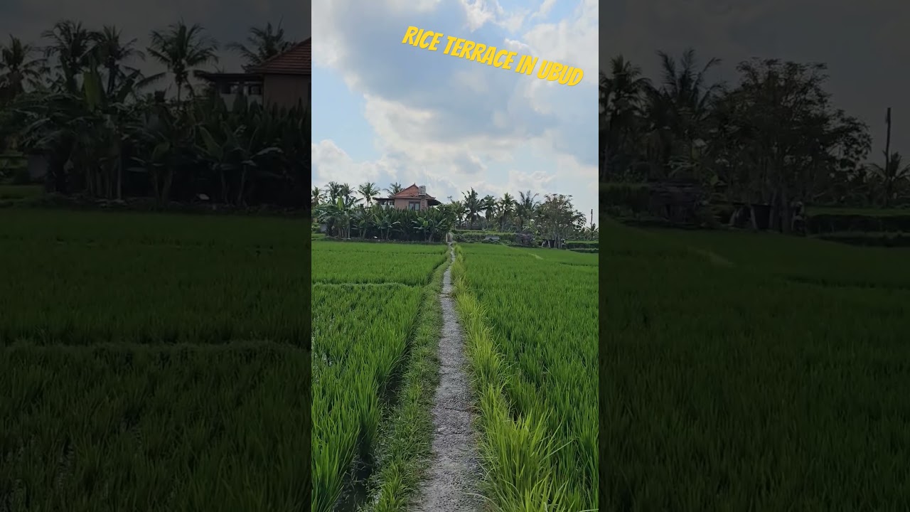 #riceterrace