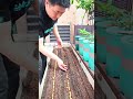 From Seed to Sprout: Planting Yellow Seeds and Watching the Garden Bloom #shorts