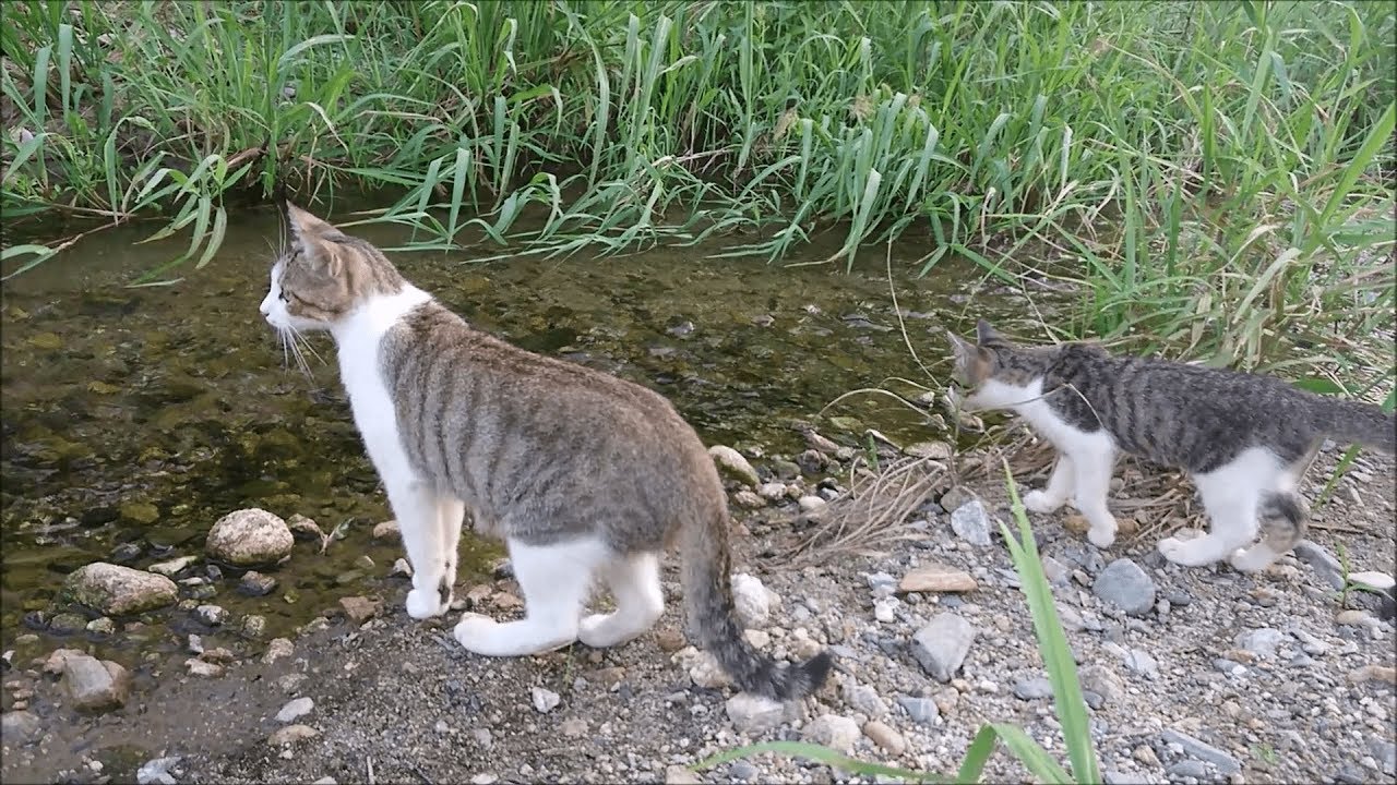 猫の鋭い嗅覚はフグの毒を見抜く Youtube 猫の鋭い嗅覚はフグの毒を見抜く Youtube