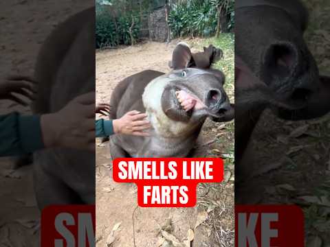 4 Animals With The WORST SMELL