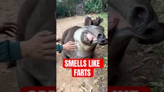 4 Animals With The WORST SMELL