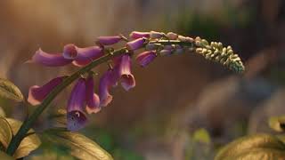 Spring - Lighting Reel