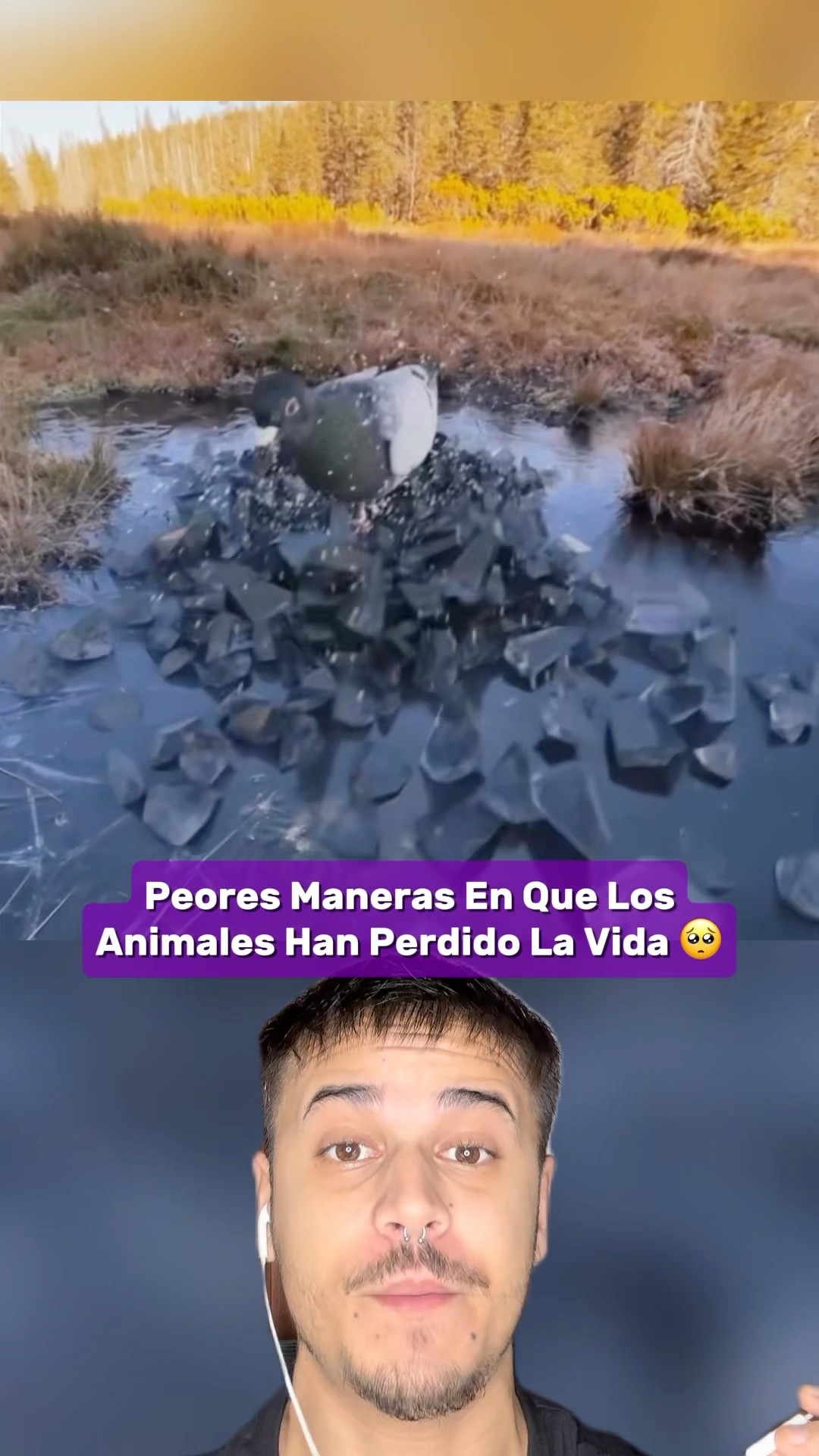 Las Peores Maneras En Que Los Animales Han Perdido La Vida Parte 14 #shorts