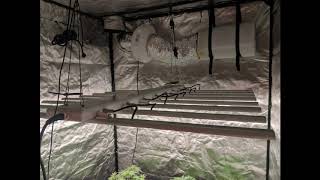 Skysaber 640w led grow light in 5x5ft tent