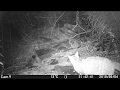 Gato montés (Cam 9)