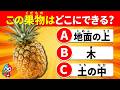 【全35問】野菜・果物のでき方クイズ|この野菜どこにできる?