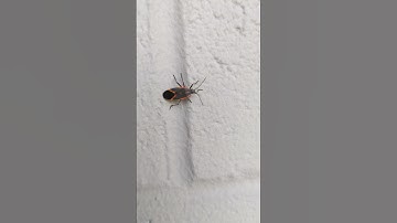 boxelder bug (Boisea trivittata), aka box bug, maple bug, box beetle walking on a wall Pennsylvania