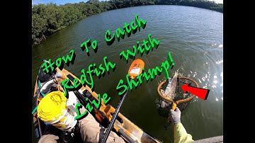 How To Catch Redfish With Live Shrimp