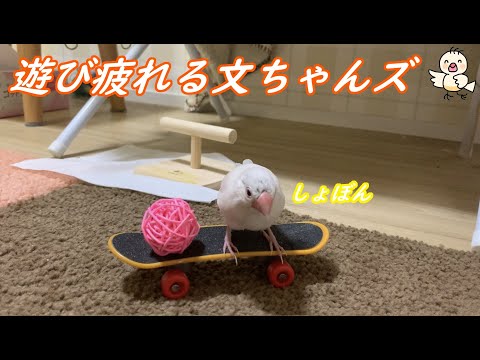 遊び疲れると電池が切れる文鳥　Java sparrow