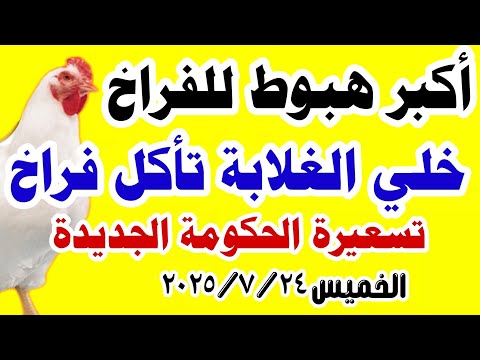 اسعار الفراخ البيضاء اليوم سعر الفراخ البيضاء اليوم في مصر الخميس 24 7 2025 اسعار الفراخ اليوم