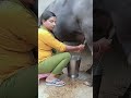 गर्मियों में पशुओं का दूध बढ़ाने काआसान उपाय 👍💯✅#dairyfarming #murraha #cow #baffalo #farming