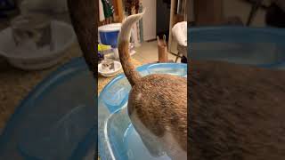 Microclean Pet Demo 2