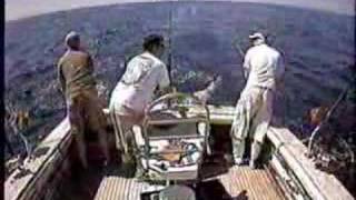 Download Lagu savage mola mola attack MP3