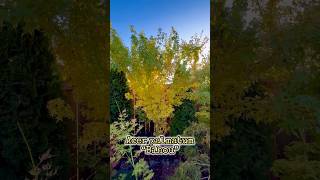 Acer palmatum “Bihou / Bihoo” … #japanesemaple #acerpalmatum #acerholic #garden #maple #tree #acer