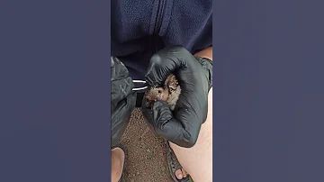 УДАЛЕНИЕ ЛИЧИНОК ОВОДА ИЗ ПТЕНЦА REMOVING GADDY LARVIES FROM BIRD