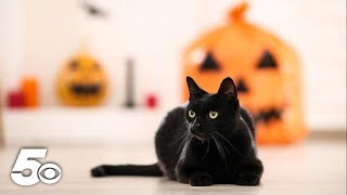 October 27: National Black Cat Day