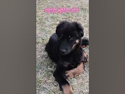 pahadi shy bhutiya 🐕 dog#pahadi#doglover#dog#viral#trending - YouTube