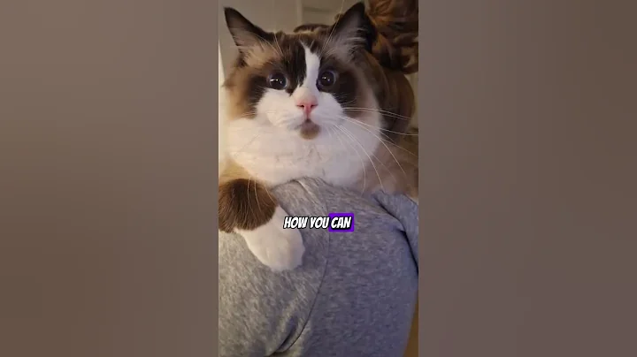 Watch the video about DO YOU THINK HE IS CUTE ??? IM NOT... #cat #ragdollkittens #catbreed #catlover #cute #cattype